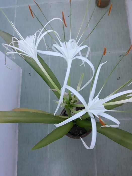 Панкрациум!! Красивый и необыкновенный цветок!! Есть детки!