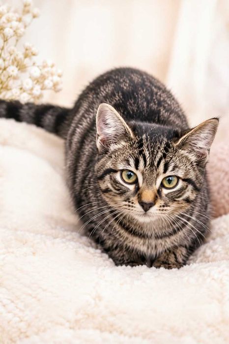 Котик ищет дом и любящих хозяев!
