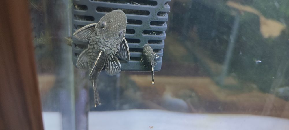 Анцитрус сом аквариумная рыбка