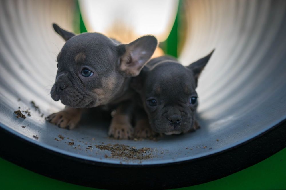 Френски булдог момче и момиче