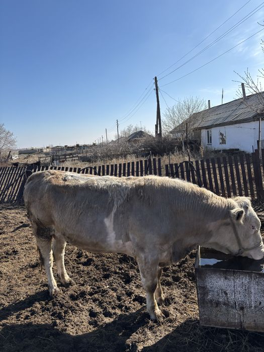 Продам бычков на откорме