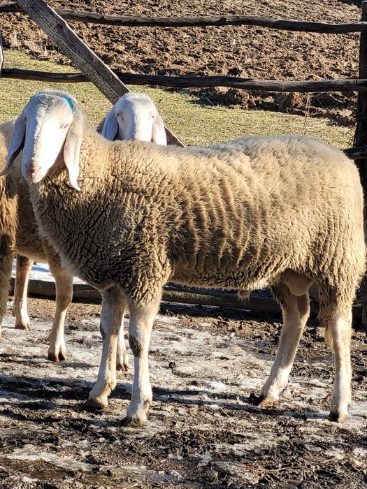 Berbec bergamasca de vanzare