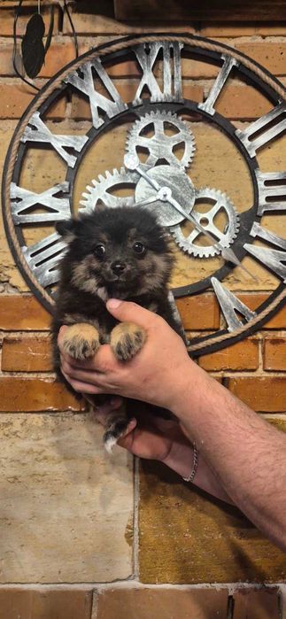 Кученца пинчери и мерлета