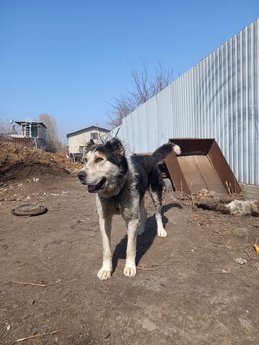 Алабай еркек кабель
