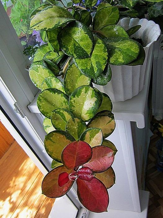 Комнатные растения