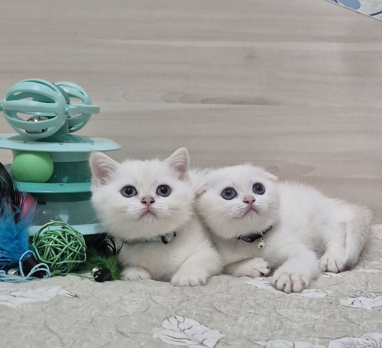 Серебристые шиншиллы