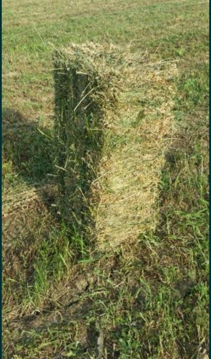 Baloti lucerna calitate super buna coasa 4