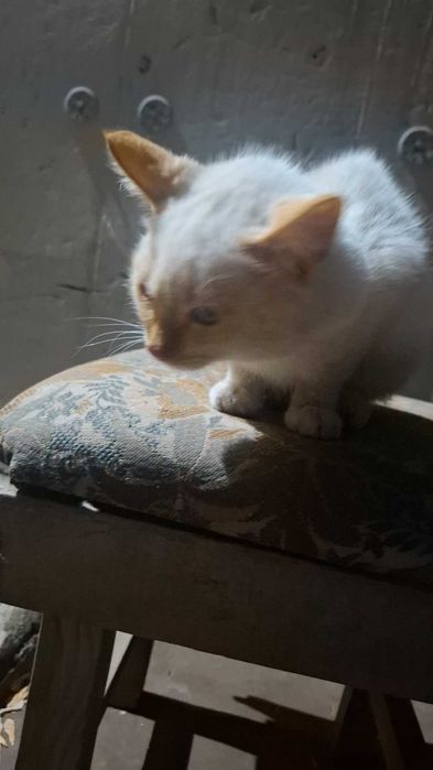 Отдам котёнка в хорошие руки