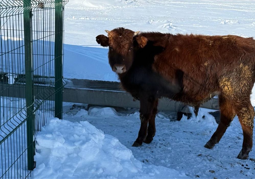 Бычок сатамыннннннннн