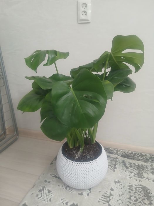 Цветы комнатные для дома и офиса