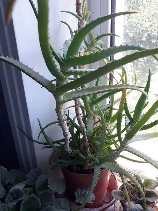 Комнатные растения разные,цены уточняйте!