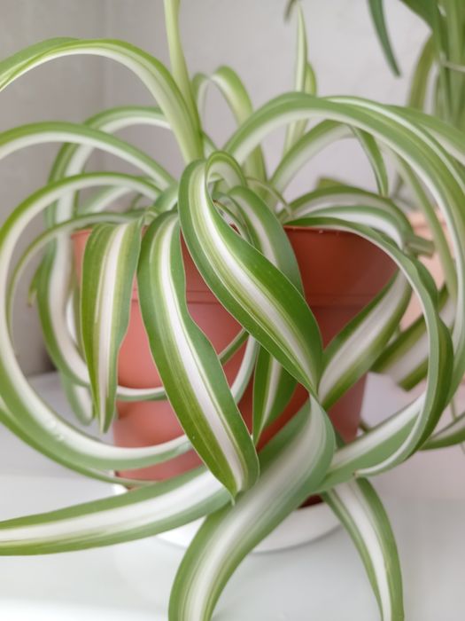 Продам комнатное растение