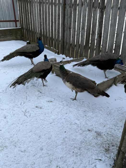 Pauni albastri de vanzare.