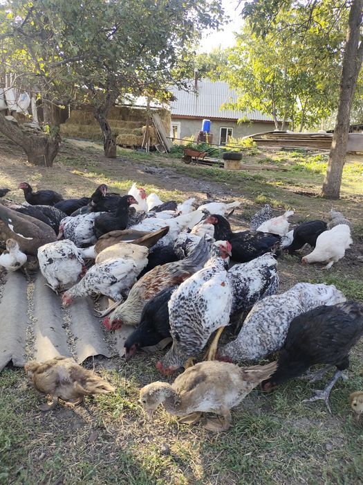 Продам домашних курочек