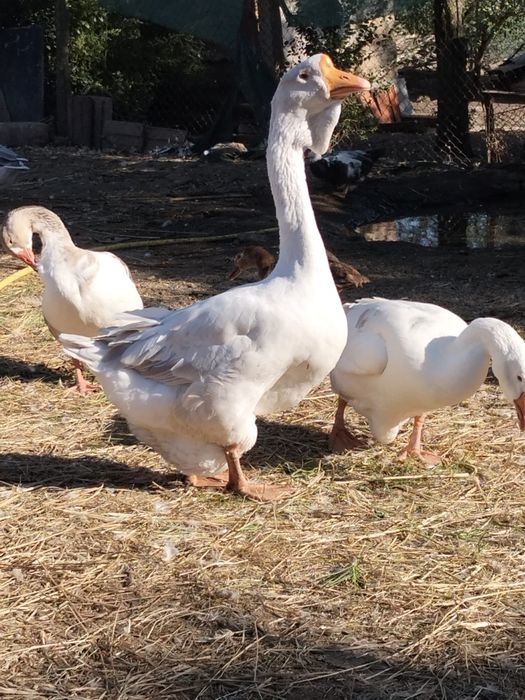 Gascan holmogor 2024, bun reproducator / gaste holmogor