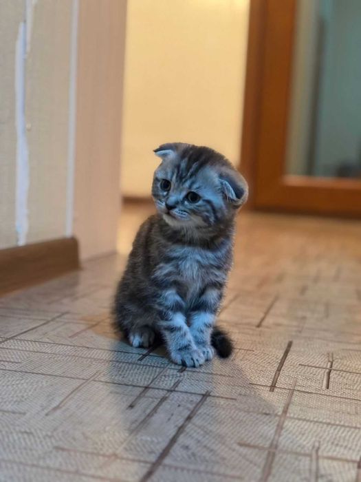 Котята вислоухие