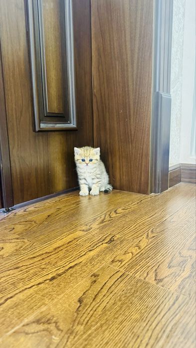 Продаётся чистокровный котята