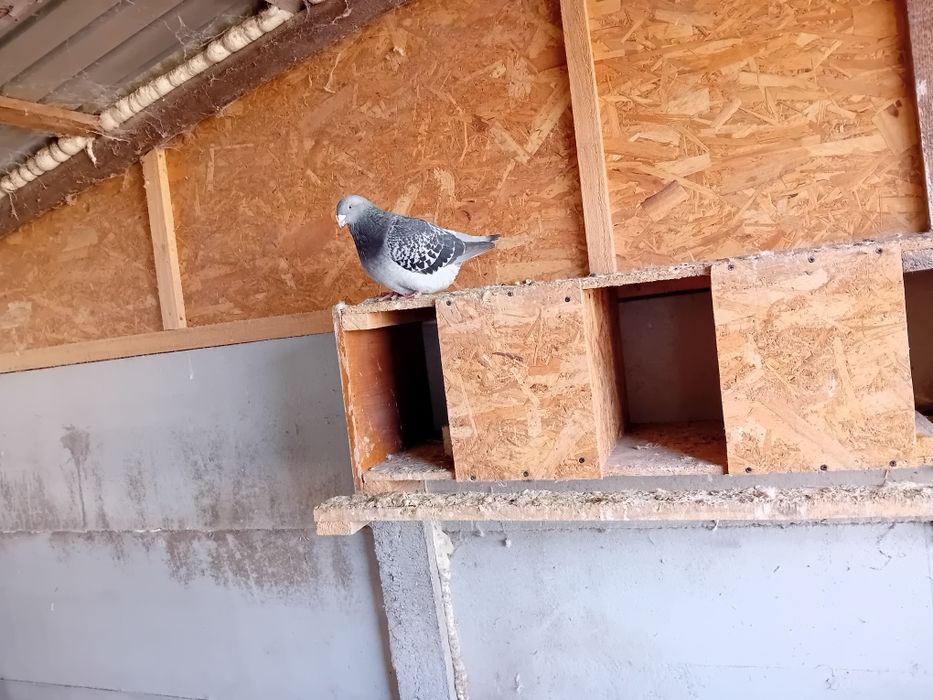 Porumbei de vânzare