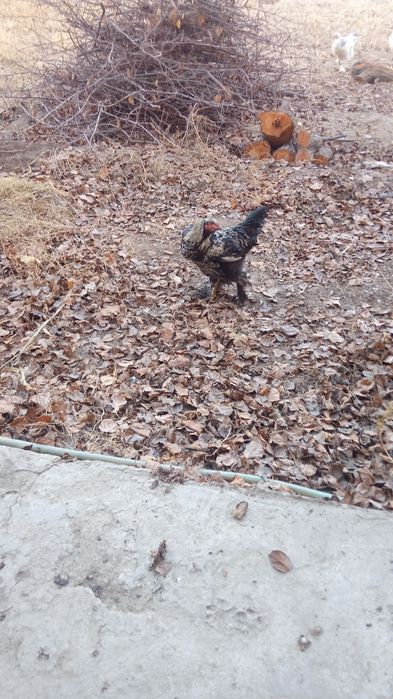 Брама хуроз 7. ойлик