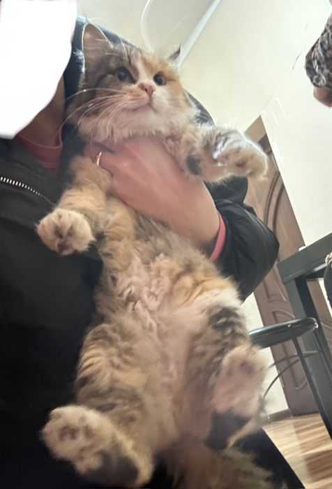 Отдам даром девочку