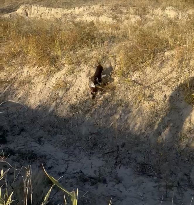 Продам Курцхаара суку