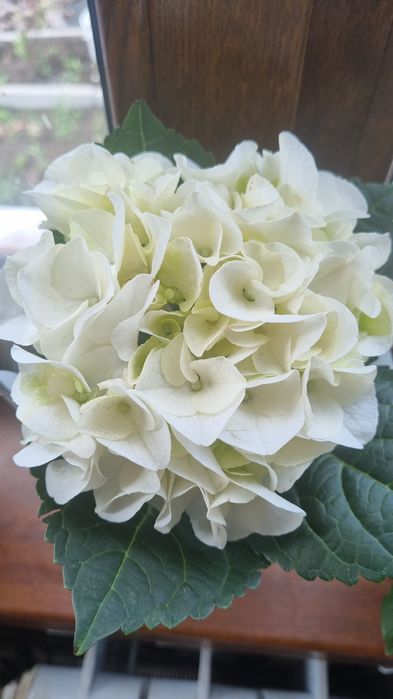 Продам цветы комнатные/садовые