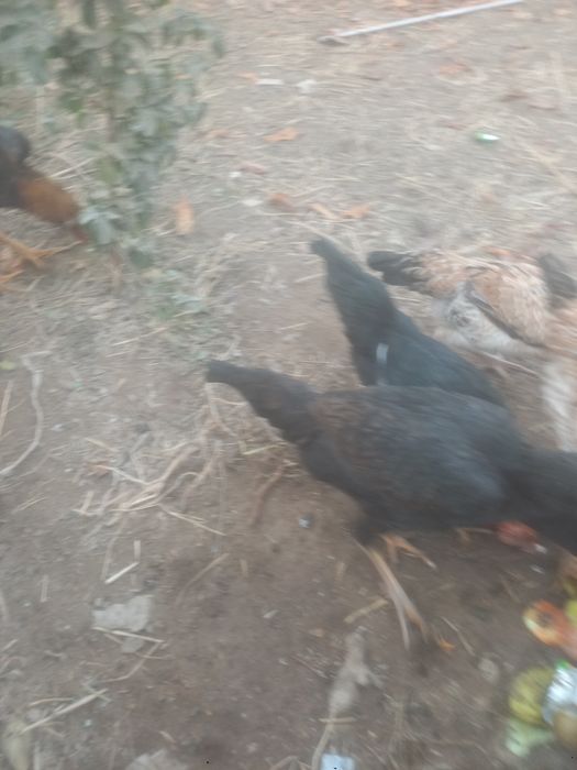 Kulangli toviqlar bor sotiladi