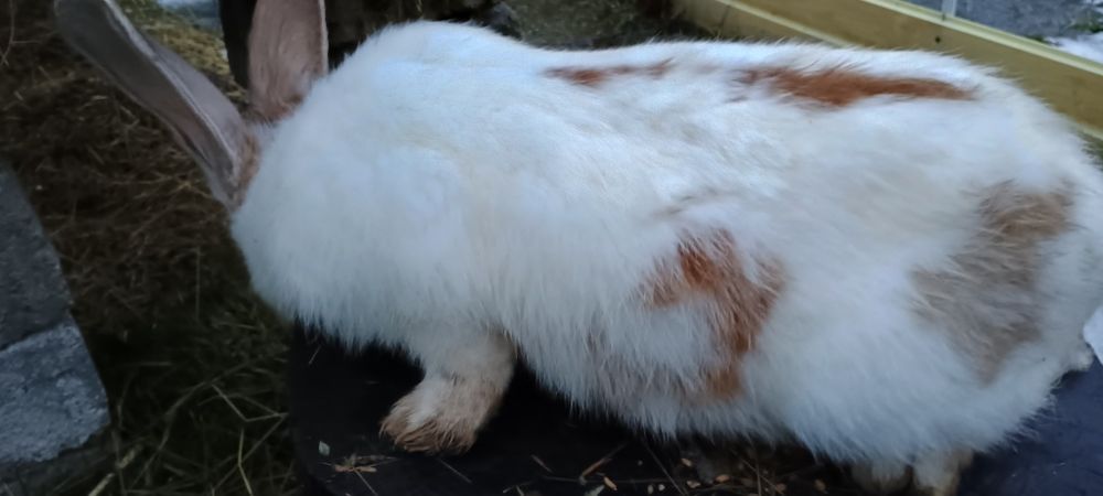 Iepuri metis belgian/fluture