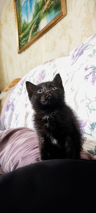 Отдам котёнка девочку в добрые руки
