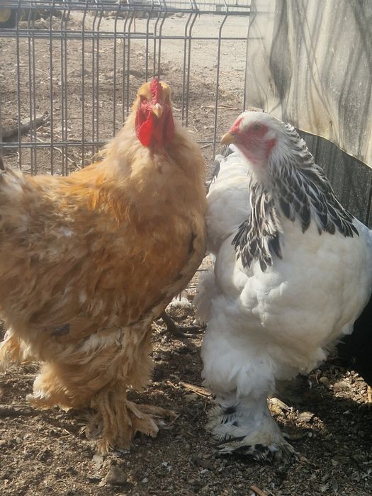 Găini si cocoși Brahma