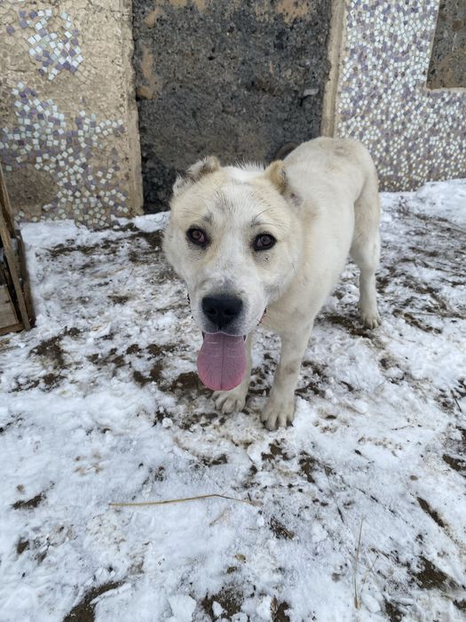 Алабай с питбульем