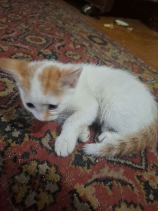 Котёнок 2 месяца