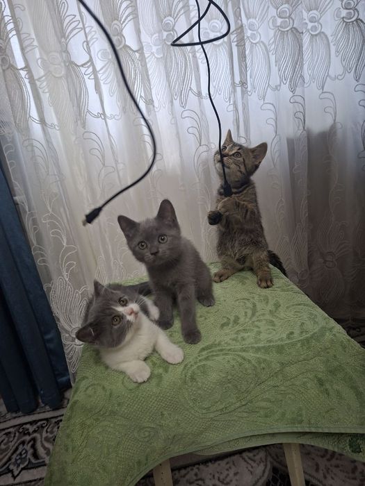 Кошка продаётся скотш страйит зоттор мушук