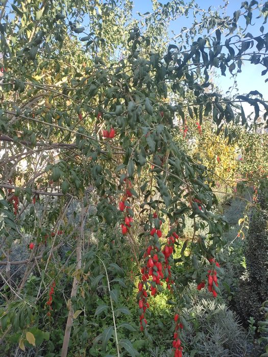 Goji butasi годжи