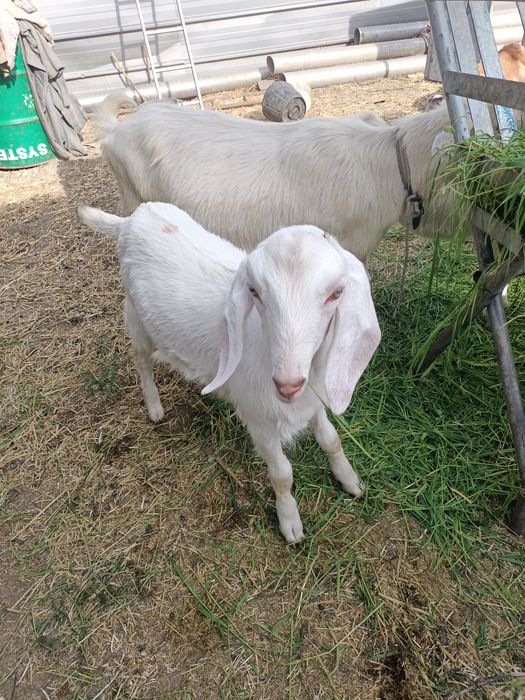 Iezi metis angonubieni de vanzare