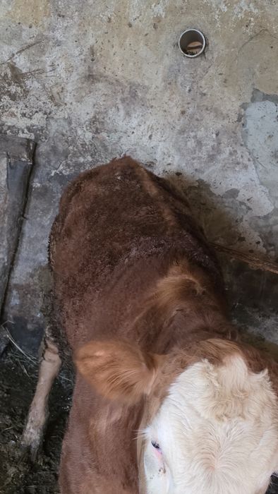 Vitea 270-280 kg ingrasata