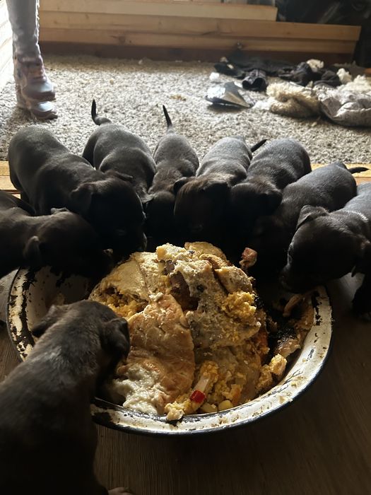 Продавам малки путбулчета ! Бащата е с американско родословие” blue nose “