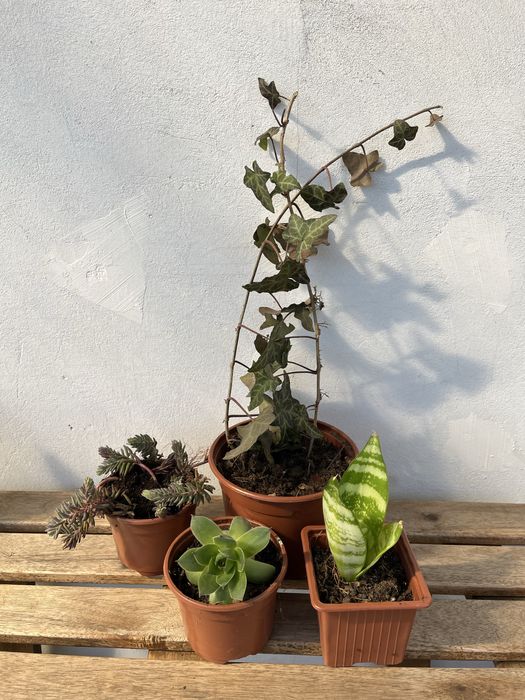 Комплект 3 вида монстера и други комплекти