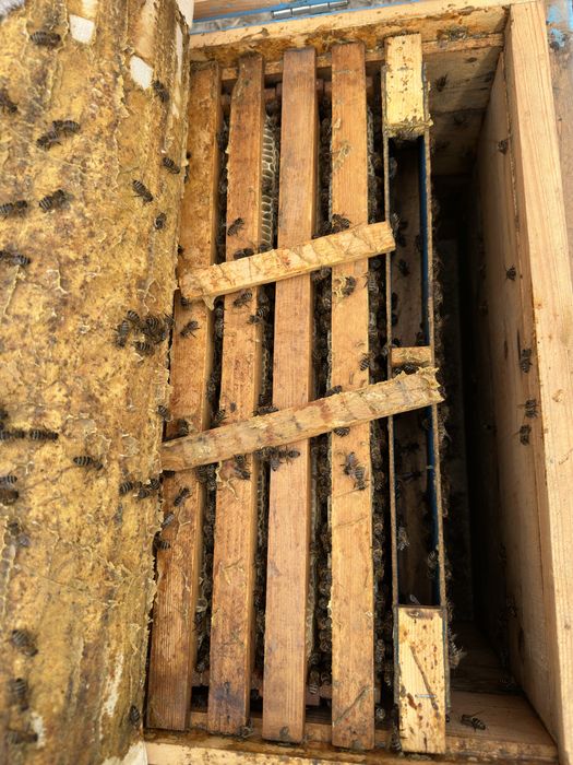 Asal ari paket semiya rasplot асал ари сотилади пакет семия расплод