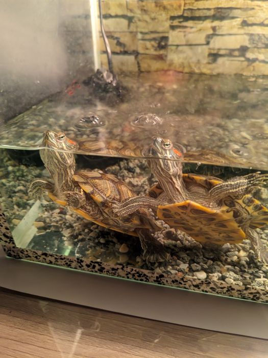 Продам аквариум с черепашками