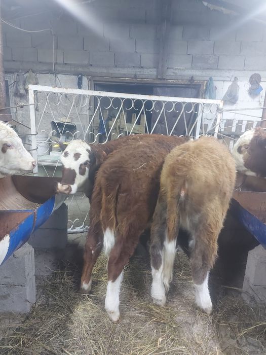 Продам подсосы телочки