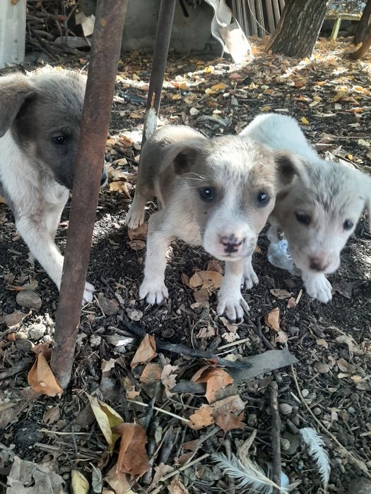 Щеночки в добрые ручки