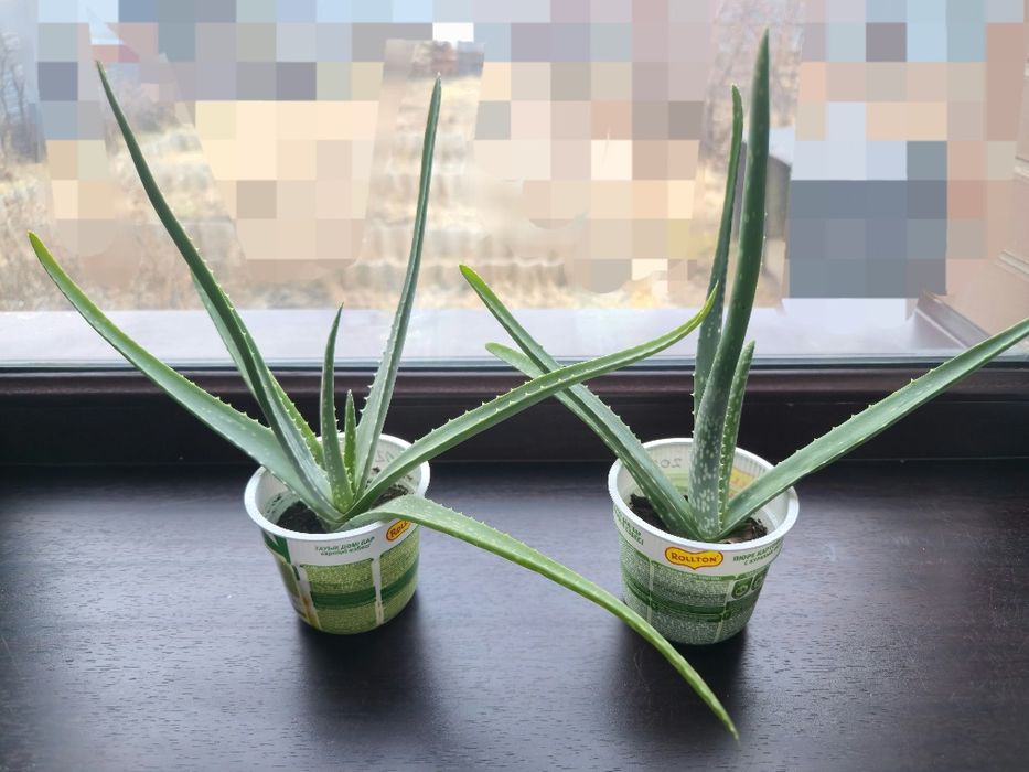 Отростки Алоэ вера, 2024г