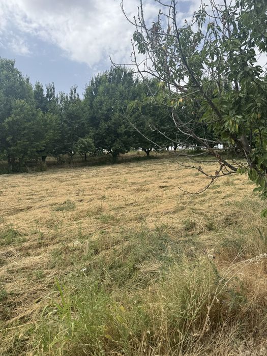 Tayyor 25 gektar bog sotiladi