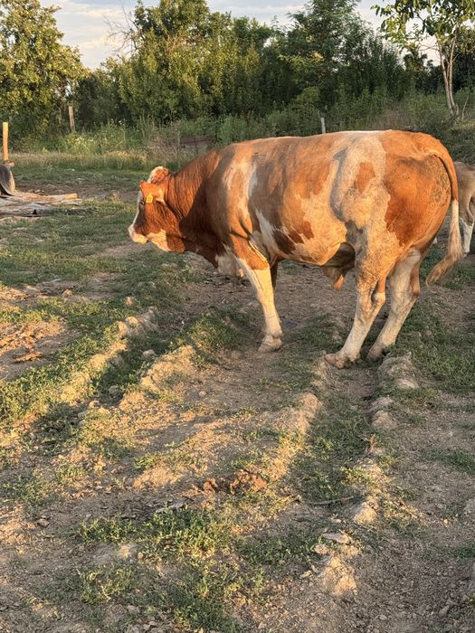 Vand taur baltata romaneasca