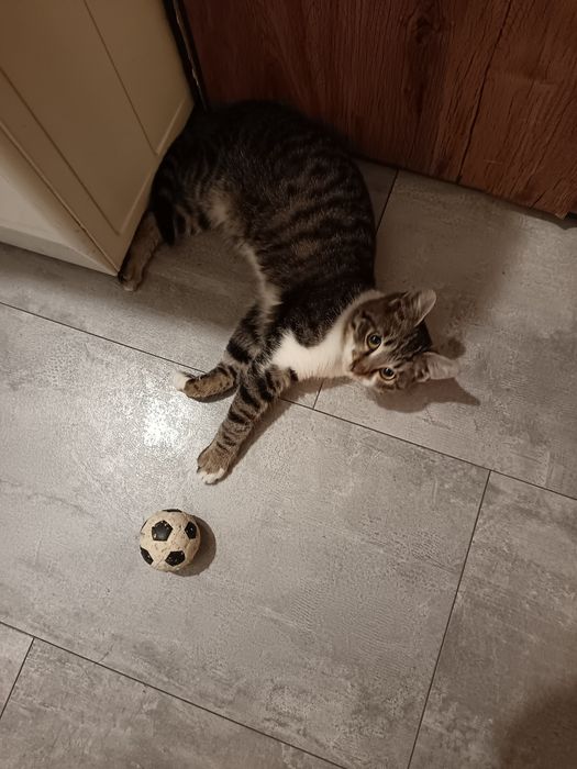 Мъжко коте търси дом