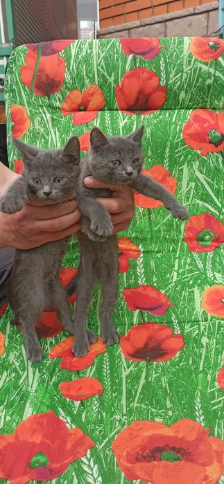 Отдам в добрые руки котят