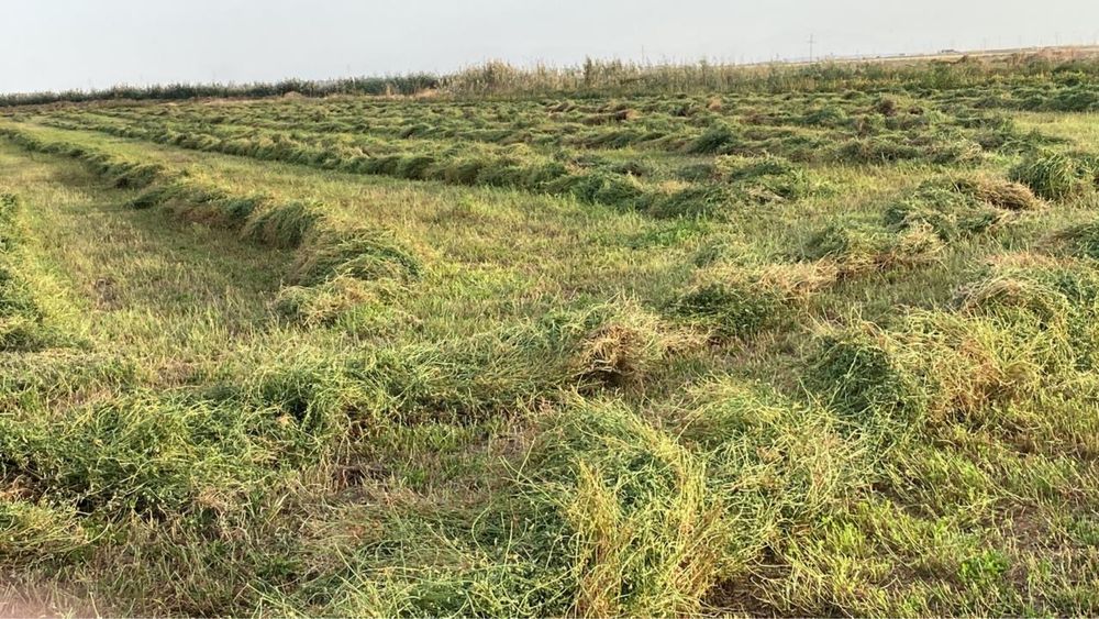 Желідегі таннер секс