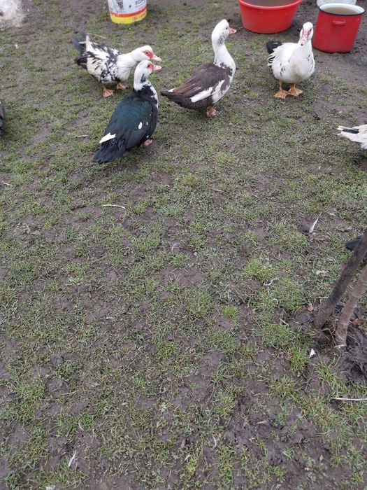 Vând rațe.       .