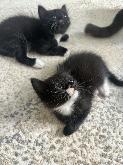 Котята бесплатно